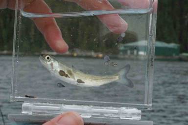 Young pink salmon infected with sea lice, salmon farm in the background. Copyright: Alexandra Morton