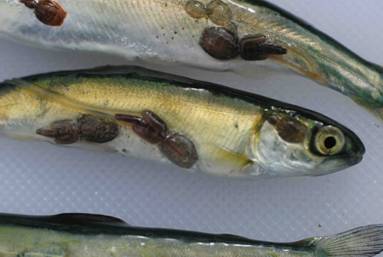 Young pink salmon infested with sea lice. Copyright: Alexandra Morton