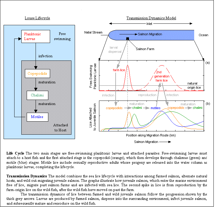 SeaLice lifecycle