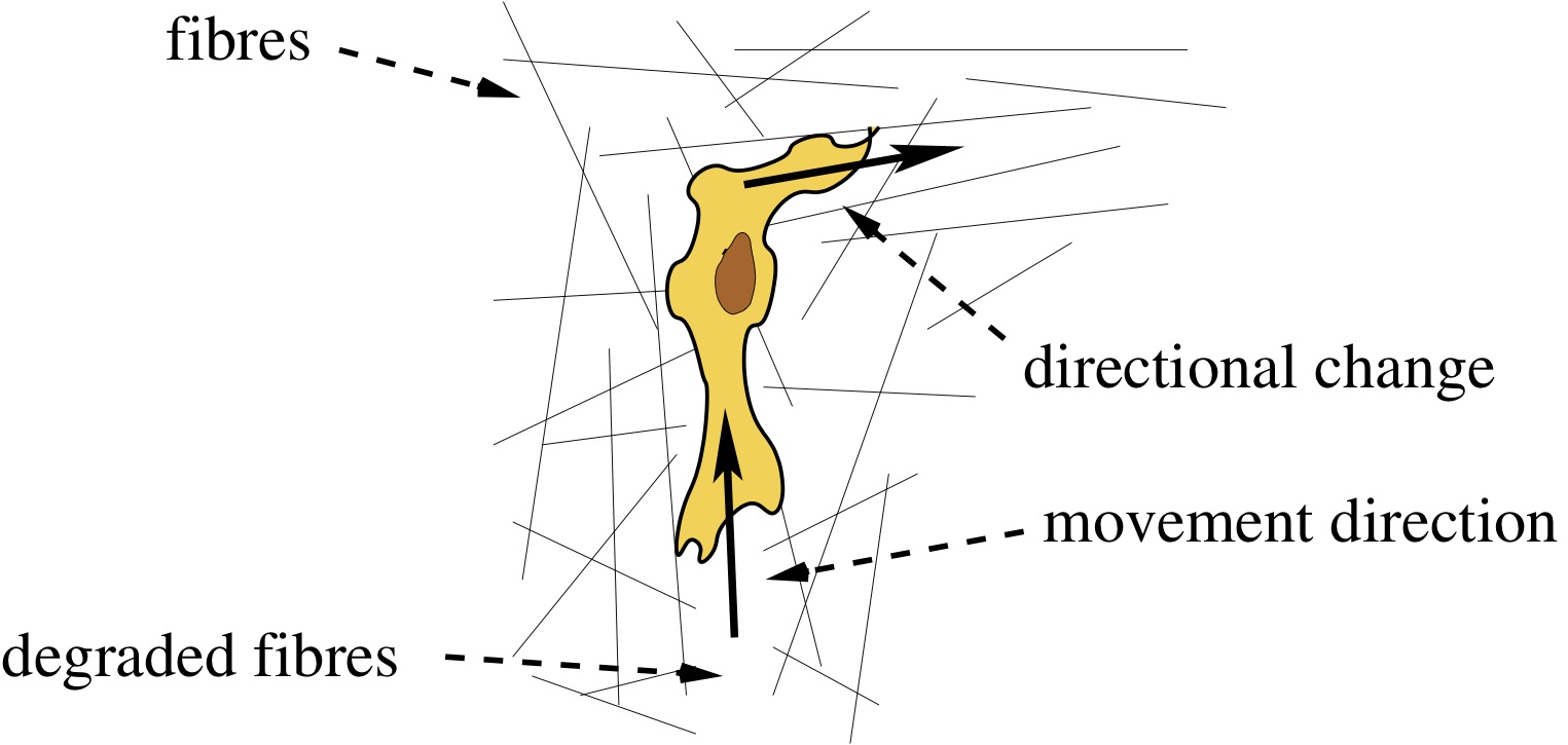 Mesenchymal cell