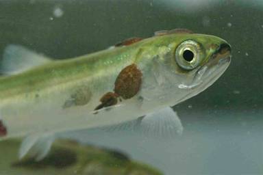 Young pink salmon infected with sea lice. Copyright: Alexandra Morton