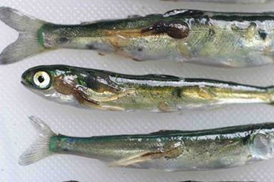 Young pink salmon infected with sea lice. Copyright: Alexandra Morton
