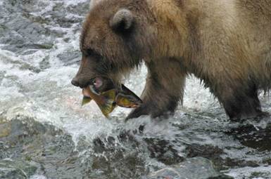 Grizzly Bear with a freshly caught pink salmon: Copyright Alexandra Morton
