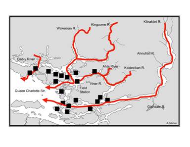 Wild salmon migration routes in the Broughton (red), salmon farms (black) and pink salmon rivers Copyright: Alexandra Morton