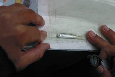 Live salmon being measured and checked for sea lice before being released. Copyright statement: Alexandra Morton