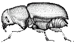 Profile of adult Mtn Pine Beetle