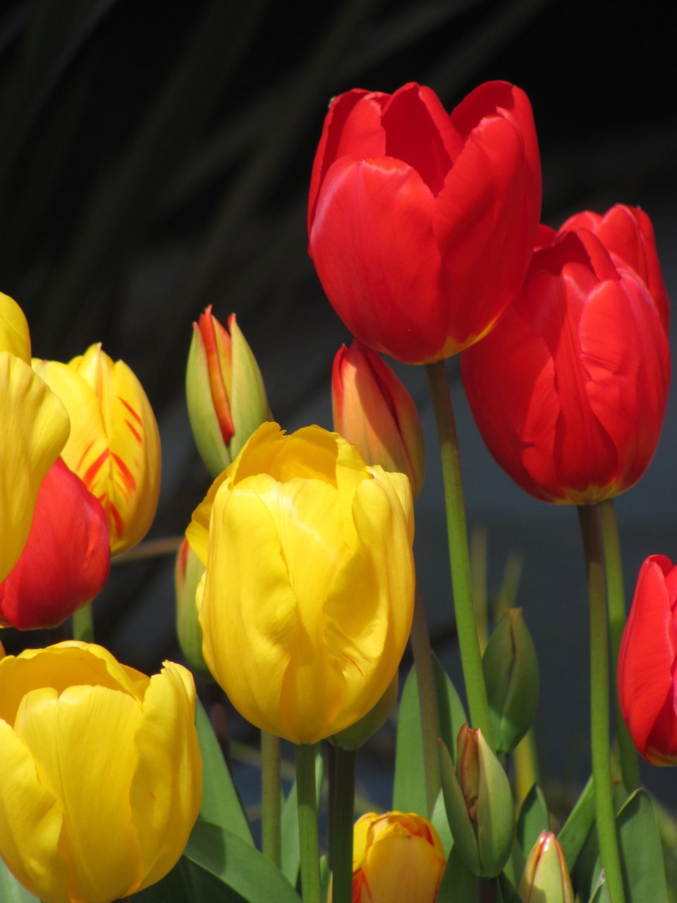 tulips