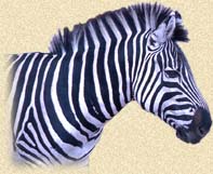 Zebra