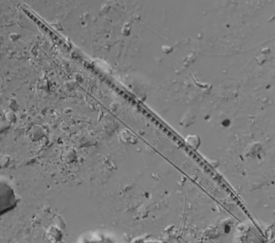 Diatom Image Archive (DIA)