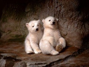 Study: Lack of Ice Stunting Polar Bear Reproduction